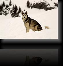Husky