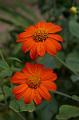 2Blumen