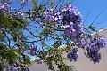 Blueten
