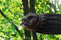 Holzgesicht
