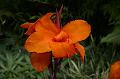 Orange_Bluete