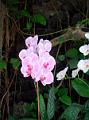 Orchideen