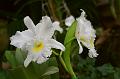 Orchideen3