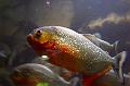 Piranha