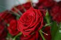 Rose_rot