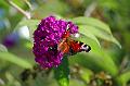 Schmetterling