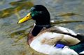 ente